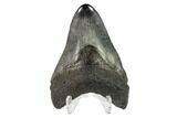 3.48" Fossil Megalodon Tooth - Polished Tip - #130788-2